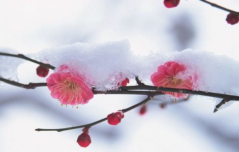 电视剧青青河边草