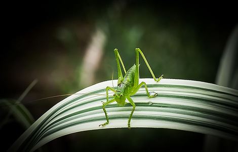 末代皇孙