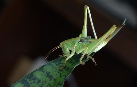 杀戮都市在线